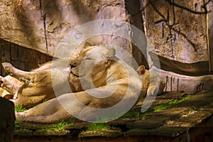 a male and female white lion lie side by side on a wooden platform. The female white lion is showing her teeth while yawning