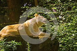 a male and female white lion lie side by side on a wooden platform. The female white lion is showing her teeth while yawning