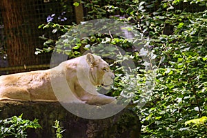 a male and female white lion lie side by side on a wooden platform. The female white lion is showing her teeth while yawning