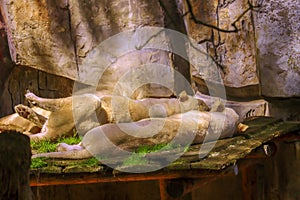 a male and female white lion lie side by side on a wooden platform. The female white lion is showing her teeth while yawning