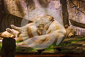 a male and female white lion lie side by side on a wooden platform. The female white lion is showing her teeth while yawning