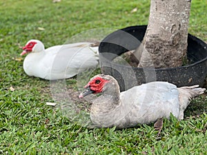 Male and female White Muscovy Duck photo