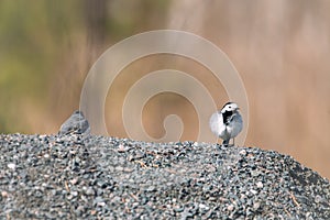 Male and female white wagtail (Motacilla alba) standing on a pile of stones in a park in Finland