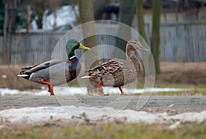 Male and female wild mallards walk together down a street on public road