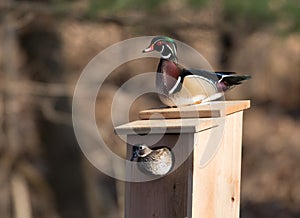 Male and female wood duck