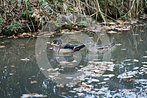 Male and female wood duck couple swimming in a canal with leafs, two astray waterbirds, rare species that visit Europe sometimes photo