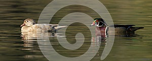 Male and female wood ducks Aix sponsa swimming in calm pond with the female showing leucistic traits or abnormal whitening