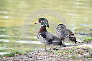 Male and female Wood Ducks beside water.