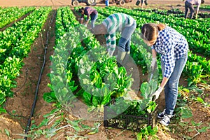 Multinational group of farm workers picking chard