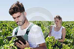 Male and female workers in vineyards