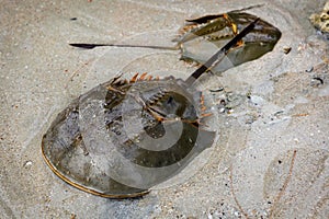 Male and female Xiphosura (Limulus polyphemus)