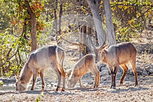 A male, female and young waterbuck  Kobus Ellipsiprymnus at a waterhole drinking, Ongava Private Game Reserve  neighbour of Eto