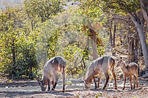 A male, female and young waterbuck  Kobus Ellipsiprymnus at a waterhole drinking, Ongava Private Game Reserve  neighbour of Eto