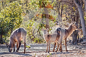 A male, female and young waterbuck  Kobus Ellipsiprymnus at a waterhole, Ongava Private Game Reserve  neighbour of Etosha, Nam