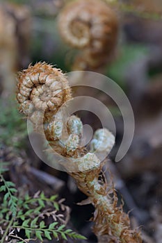 Male fern Dryopteris filix-mas, curled up fern frond in spring