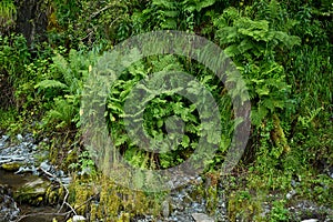 The male fern - Dryopteris filix Mas L. photo