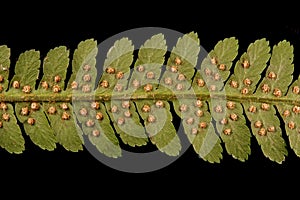 Male Fern Dryopteris filix-mas. Pinna Detail Closeup