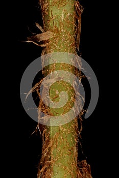 Male Fern Dryopteris filix-mas. Stipe Detail Closeup