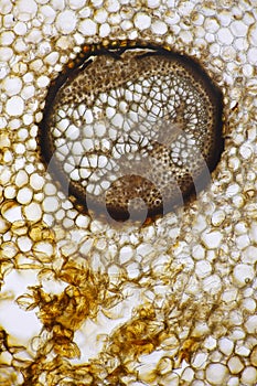 Male fern (Dryopteris filix-mas) vascular bundle photo