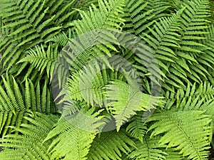Male fern leaves in late spring