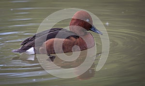 Male Ferruginous Duck