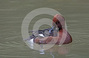 Male Ferruginous Duck Preening