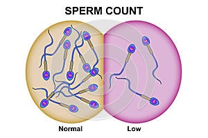 Male fertility for sperm count