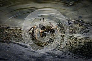 male fiddler crab in the mud with huge claw photo