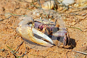 Fiddler Crab Male at the Ria Formosa Natural Park, Portugal. photo