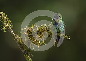 Male Fiery-throated Hummingbird, Costa Rica