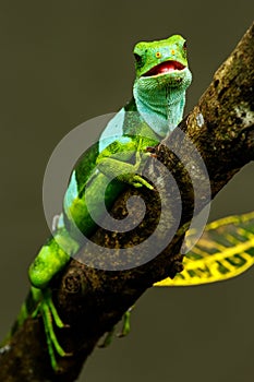 Male Fiji banded iguana Brachylophus fasciatus on Viti Levu Is