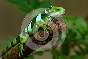 Male Fiji banded iguana Brachylophus fasciatus on Viti Levu Is