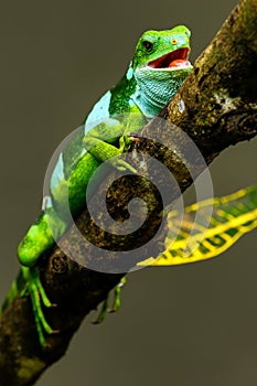 Male Fiji banded iguana Brachylophus fasciatus on Viti Levu Is