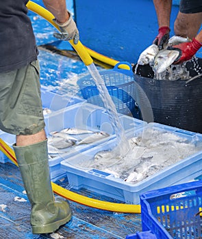 Male fisherman filling a fish market box with water using a rubber hose on a boat. Fishing concept