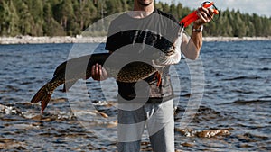 male fisherman holds a large fish pike caught in his hands