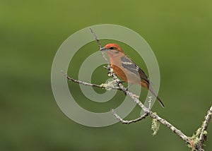 Male Flame-colored tanager Piranga bidentata; Costa Rica