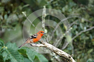 Male flame-colored Tanager stripe-backed tanager portrait in natural environment