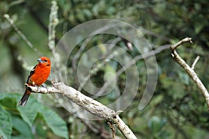 Male flame-colored Tanager stripe-backed tanager portrait in natural environment