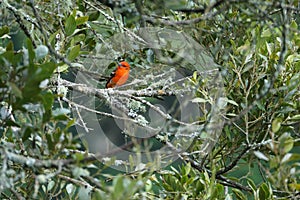 Male flame-colored Tanager stripe-backed tanager portrait in natural environment