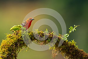 Male flame coloured tanager perched on a branch with a peach in Costa Rica