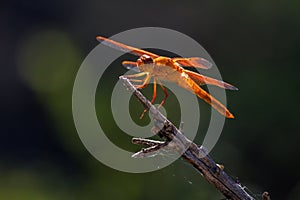 Male Flame Skimmer photo