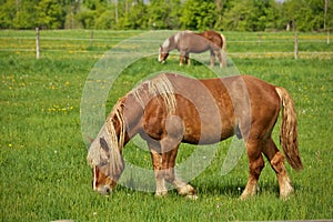 A Male Flaxen Chestnut Horse Stallion Colt Grazing in a Pasture Meadow on a Sunny Day