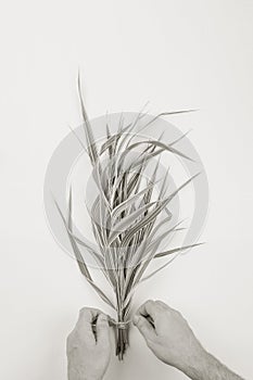 Male florist making bouquet in a striped decorativel grass phalaris, top view on white background