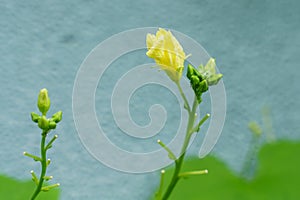 A male flower of angled luffa