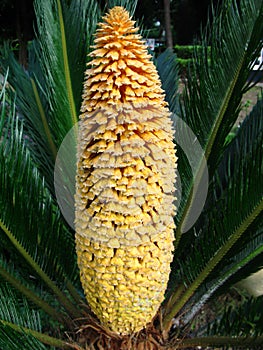 Male flower of cycads