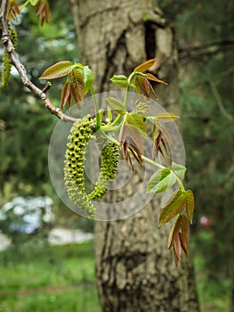 Male flower of the English walnut, latin name Juglans regia