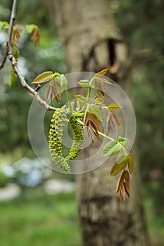 Male flower of the English walnut, latin name Juglans regia