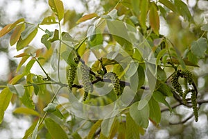 Male flower of the walnut tree Juglans regia, catkins with pollen between the young leaves in spring, copy space