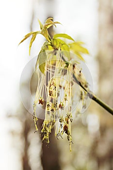 Male flowers of Ash-leaved Maple