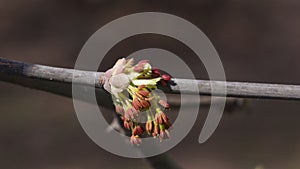 Male flowers on branch ash-leaved maple, Acer negundo, macro with bokeh background, selective focus, shallow DOF